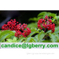 Anthocyanin 5-70% Natural Wild Elderberry Extract